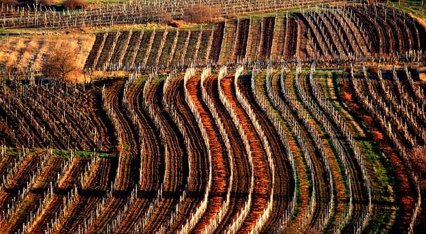 Vineyards - resize